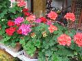 Click for preview picture of "IMG_1869 (640 x 480)"