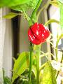Click for preview picture of "IMG_1013 (360 x 480)"