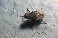 Click for preview picture of "mouche1 (544 x 354)"